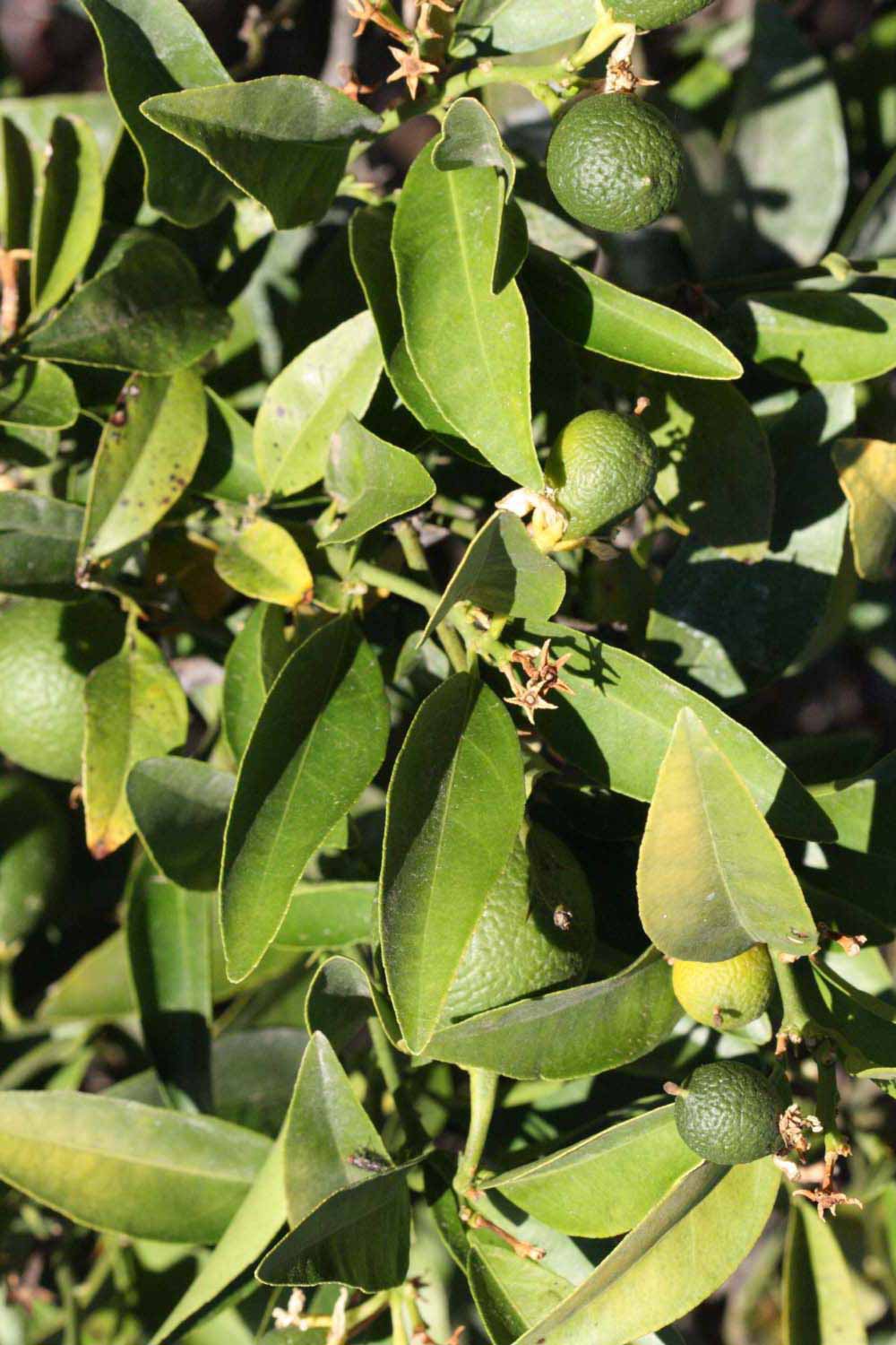              Sun leaves (Riverside, CA)       